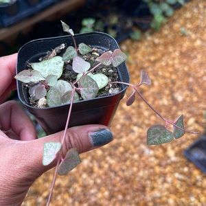 String of hearts starter